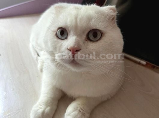 Erkek Beyaz Scottish Fold Kedimizi Ücretsi̇z Sahiplendiriyoru görsel