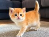 Show Kalite Golden British Shorthair Yavrularımız