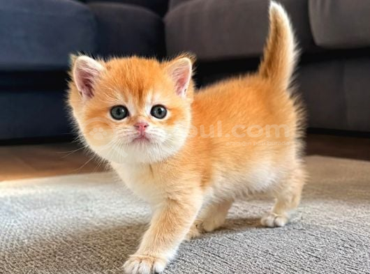 Show Kalite Golden British Shorthair Yavrularımız görsel