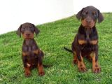 Scr Li Anneden Ki̇ng Doberman Yavrulari̇