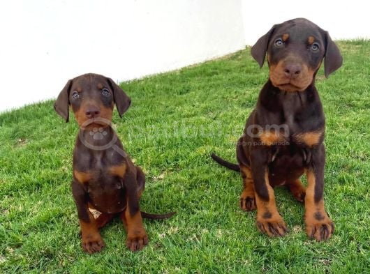 Scr Li Anneden Ki̇ng Doberman Yavrulari̇ görsel