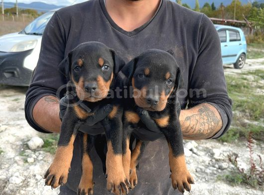 Doberman Yavrulari görsel