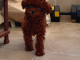 Teacup Red Poodle Sitenin En Minik Kizi
