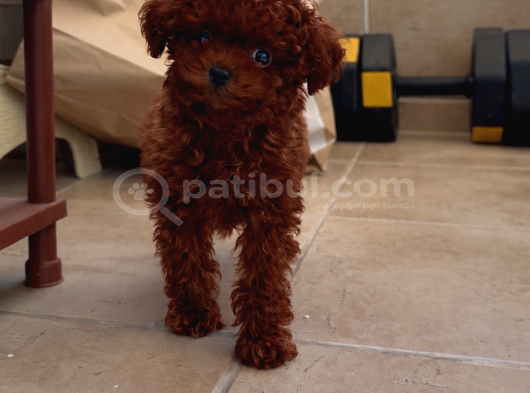 Teacup Red Poodle Sitenin En Minik Kizi görsel