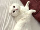 Erkek beyaz scottish fold kedimizi ÜCRETSİZ sahiplendiriyoru