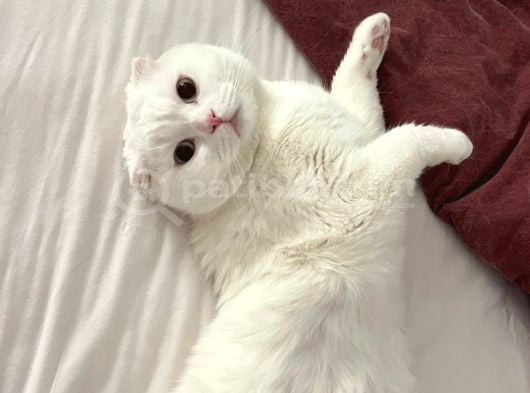 Erkek Beyaz Scottish Fold Kedimizi Ücretsi̇z Sahiplendiriyoru