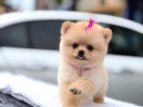 Pomeranian Tadı Bir Başka Şeker Tadında Yavrularım