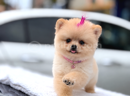 Pomeranian Tadı Bir Başka Şeker Tadında Yavrularım görsel