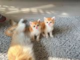 Show Kalite Golden British Shorthair Yavrularımız