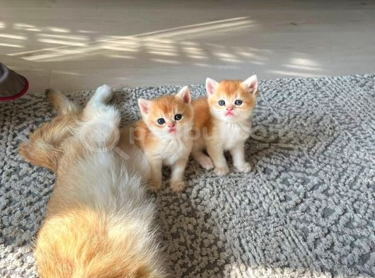 Show Kalite Golden British Shorthair Yavrularımız görsel