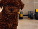 Teacup Red Poodle Sitenin En Minik Kizi