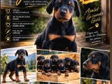Doberman Yavrulari