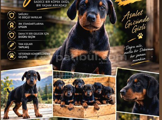 Doberman Yavrulari görsel