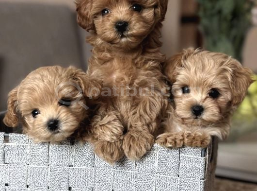 Kore Safkan Malti̇poo Yavrular görsel