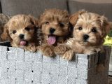 Kore Safkan Malti̇poo Yavrular
