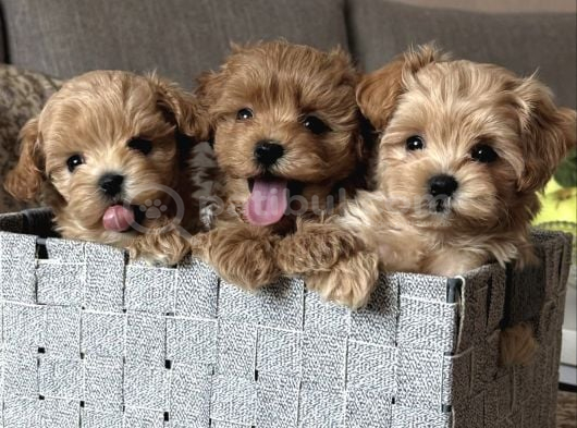KORE SAFKAN MALTİPOO YAVRULAR