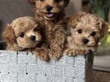 Kore Safkan Malti̇poo Yavrular