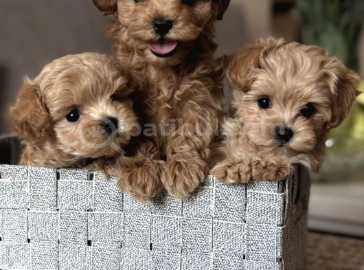 Kore Safkan Malti̇poo Yavrular görsel