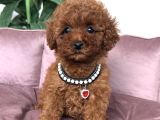 Kore Poodle Yavrular