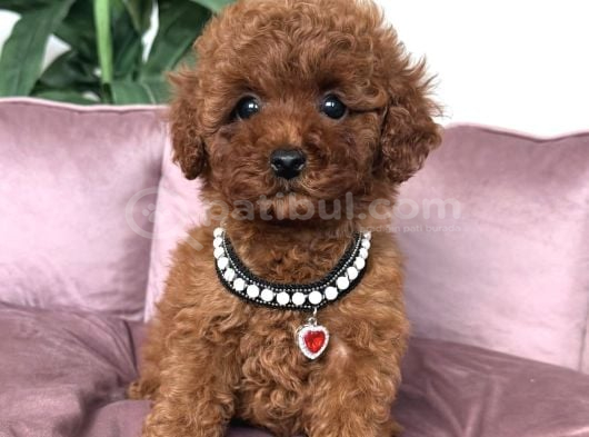 Kore Poodle Yavrular görsel