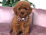 Kore Poodle Yavrular