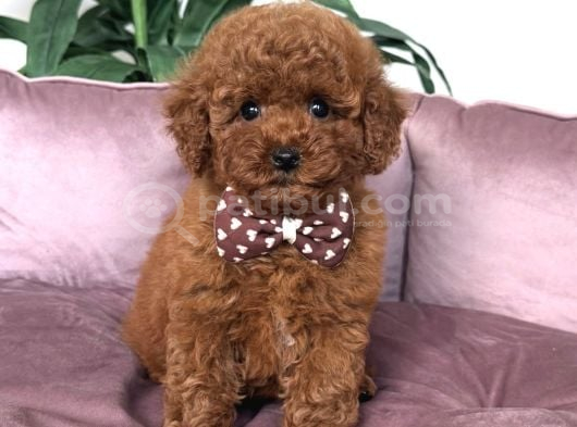 Kore Poodle Yavrular