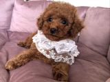 Toy Poodle Yavrularimiz Yeni̇ Yuvalarini Bekli̇yor