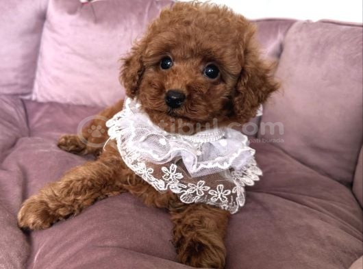 Toy Poodle Yavrularimiz Yeni̇ Yuvalarini Bekli̇yor
