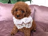 Toy Poodle Yavrularimiz Yeni̇ Yuvalarini Bekli̇yor
