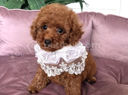 Toy Poodle Yavrularimiz Yeni̇ Yuvalarini Bekli̇yor görsel