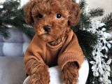 Kivircik Safkan Toy Poodle Bebekler