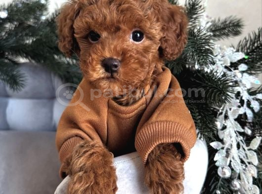 KIVIRCIK SAFKAN TOY POODLE BEBEKLER