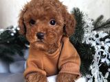 Kivircik Safkan Toy Poodle Bebekler
