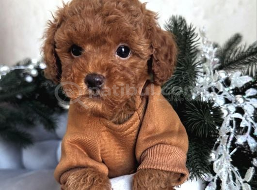 Kivircik Safkan Toy Poodle Bebekler görsel
