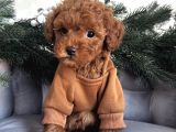 Kivircik Safkan Toy Poodle Bebekler