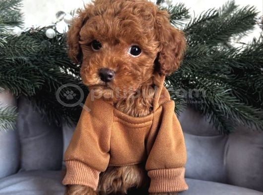 Kivircik Safkan Toy Poodle Bebekler görsel