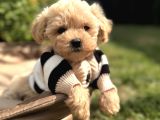 Aradiğiniz Yavrular Kuzeypuppi̇este