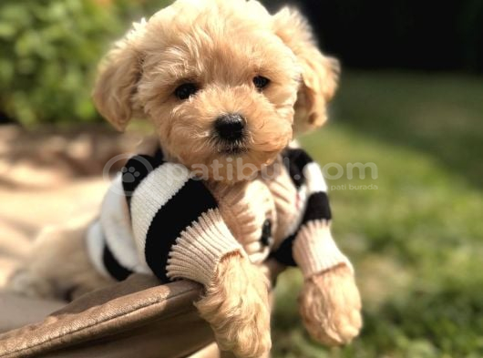 Aradiğiniz Yavrular Kuzeypuppi̇este görsel