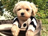 Aradiğiniz Yavrular Kuzeypuppi̇este