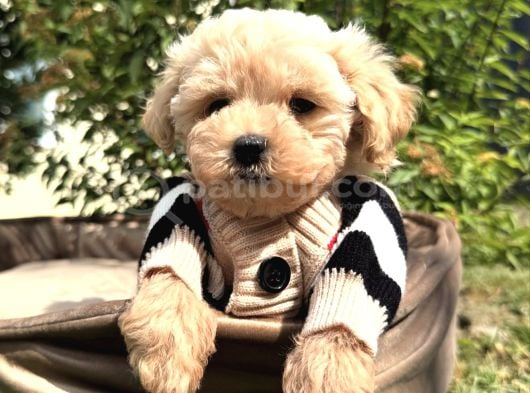 Aradiğiniz Yavrular Kuzeypuppi̇este görsel
