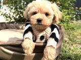 Aradiğiniz Yavrular Kuzeypuppi̇este
