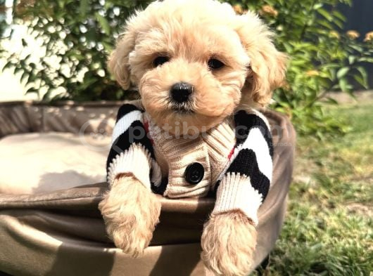 ARADIĞINIZ YAVRULAR KUZEYPUPPİESTE