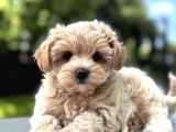 Yuvarlak Yüzlü Malti̇poo Yavrular