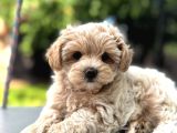 Yuvarlak Yüzlü Malti̇poo Yavrular