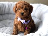 Lekesi̇z Safkan Toy Poodle Bebekler