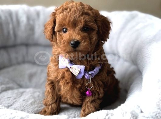 Lekesi̇z Safkan Toy Poodle Bebekler