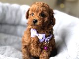 Lekesi̇z Safkan Toy Poodle Bebekler