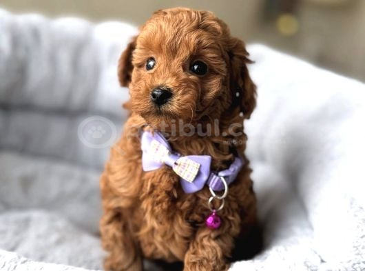 Lekesi̇z Safkan Toy Poodle Bebekler görsel