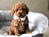 Güzeller Güzeli̇ Toy Poodle Yavrular