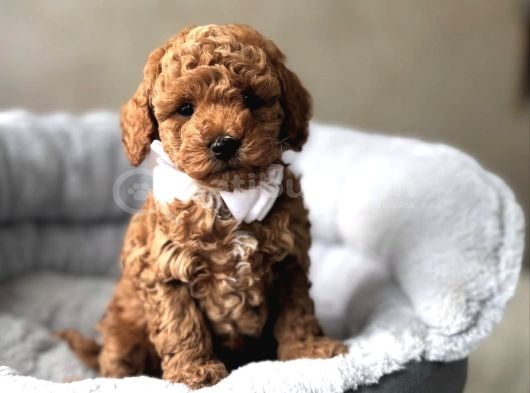 Güzeller Güzeli̇ Toy Poodle Yavrular